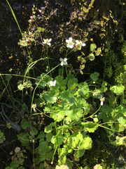 Kumlienia hystricula