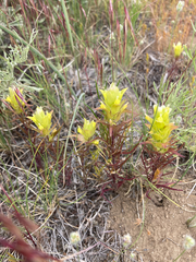 Orthocarpus barbatus