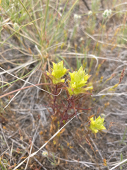 Orthocarpus barbatus