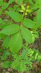 Sambucus racemosa