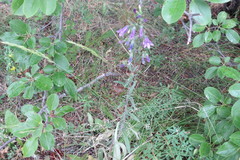 Campanula sibirica