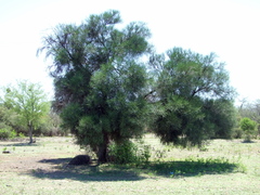 Prosopis kuntzei