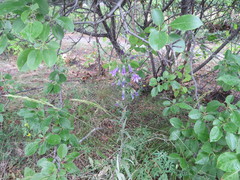 Campanula sibirica