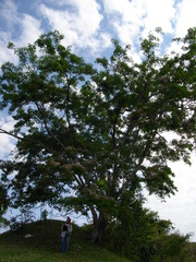 Lonchocarpus