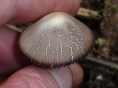 Psathyrella prona
