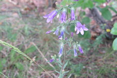 Campanula sibirica