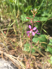 Clarkia heterandra