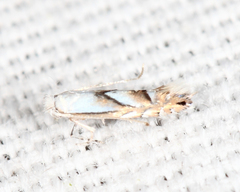 Phyllonorycter hagenii
