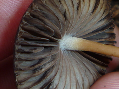 Psathyrella prona