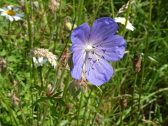 Geranium pratense