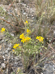 Physaria douglasii
