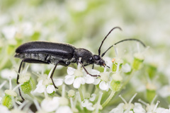 Grammoptera subargentata