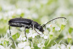 Grammoptera subargentata