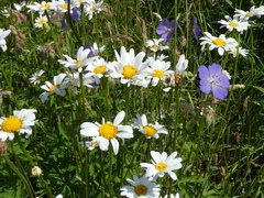 Leucanthemum vulgare