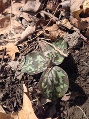 Trillium recurvatum