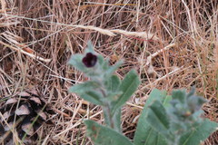 Nonea pulla