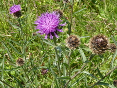 Centaurea nigra
