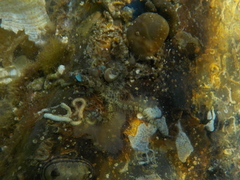 Ophiothrix