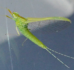Ephemeroptera