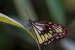 Ideopsis vitrea