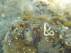 Rhyssoplax olivacea