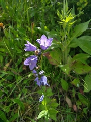 Campanula rhomboidalis