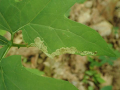 Liriomyza orilliensis