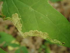 Liriomyza orilliensis