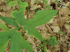 Liriomyza orilliensis