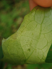 Liriomyza orilliensis