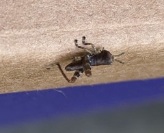 Melanoplus punctulatus