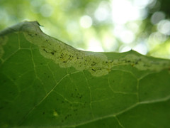 Liriomyza orilliensis
