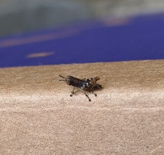 Melanoplus punctulatus