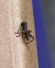 Melanoplus punctulatus