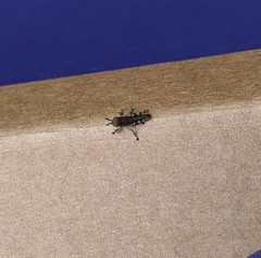 Melanoplus punctulatus