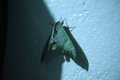 Pseudoclanis tomensis