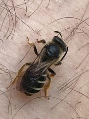 Halictus rubicundus