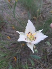 Calochortus lyallii