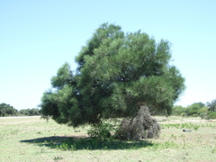 Prosopis kuntzei