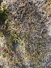 Selaginella wallacei