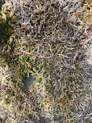 Selaginella wallacei