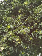 Ehretia latifolia
