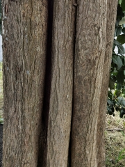 Ehretia latifolia