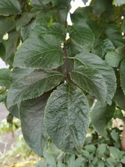 Ehretia latifolia