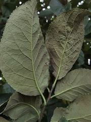 Ehretia latifolia