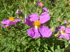 Cistus creticus eriocephalus