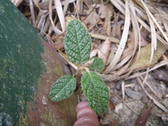 Pomaderris apetala maritima
