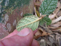 Pomaderris apetala maritima