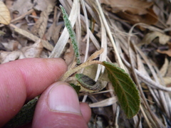 Pomaderris apetala maritima