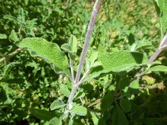 Cistus creticus eriocephalus